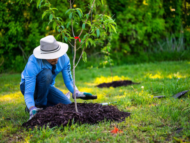 gradinarul hd plantare pomi fructiferi