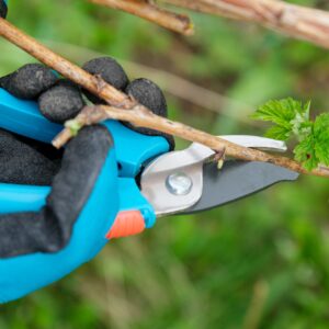 Closeup of hands doing spring pruning of raspberry bushes, gardener in gloves with garden pruner