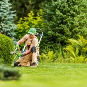 Professional Gardener Shaping Green Shrub with Garden Scissors During Landscape Maintenance Work. Blurred Background with Copy Space.